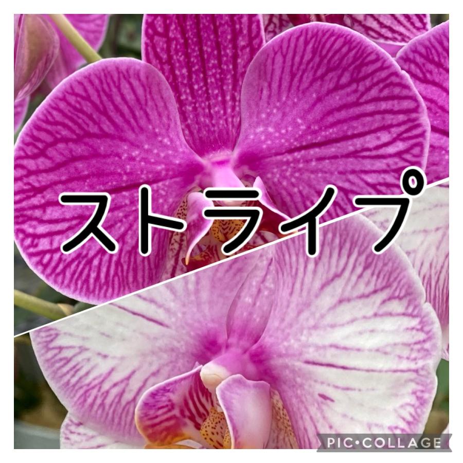 選べるお色 中輪 胡蝶蘭 3本立ち テーブル胡蝶蘭【送料無料】お中元