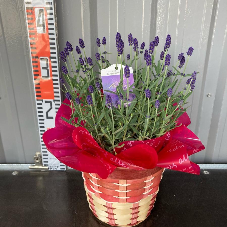 選べる イングリッシュラベンダー アロマティコブルー アロマンスホワイト かのん ５号 送料無料 春分ほぼ咲き終わり Aromathiko Flowershopマルハナ 通販 Yahoo ショッピング