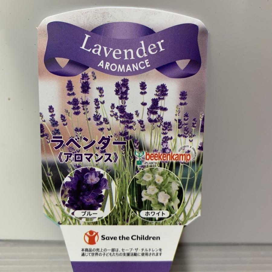 選べる イングリッシュラベンダー アロマティコブルー アロマンスホワイト かのん ５号 送料無料 春分ほぼ咲き終わり Aromathiko Flowershopマルハナ 通販 Yahoo ショッピング