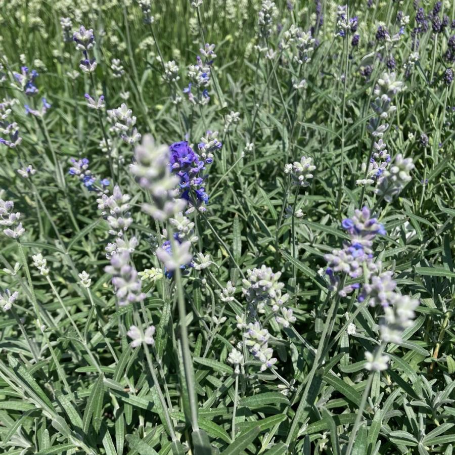 選べる イングリッシュラベンダー アロマティコブルー アロマンスホワイト かのん ５号 送料無料 春分ほぼ咲き終わり Aromathiko Flowershopマルハナ 通販 Yahoo ショッピング