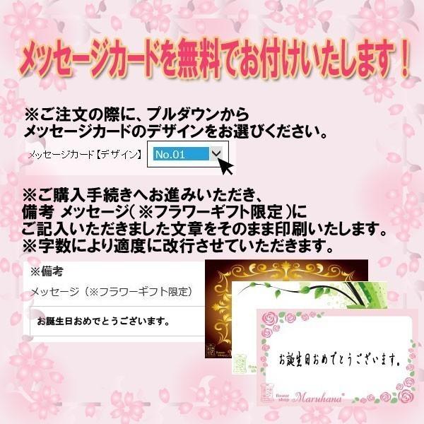 「カーネーション」６号 鉢植え  送料無料｜maruhana-flower｜09