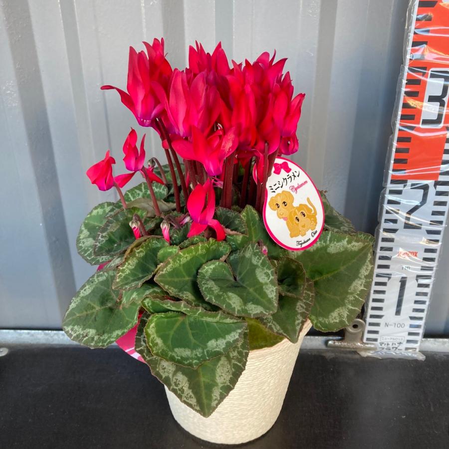 Flowershopマルハナシクラメン カゴ付４号 色おまかせ花 鉢植え お歳暮 誕生日 お祝い プレゼント フラワー 花 冬 フラワーギフト 大人気新作