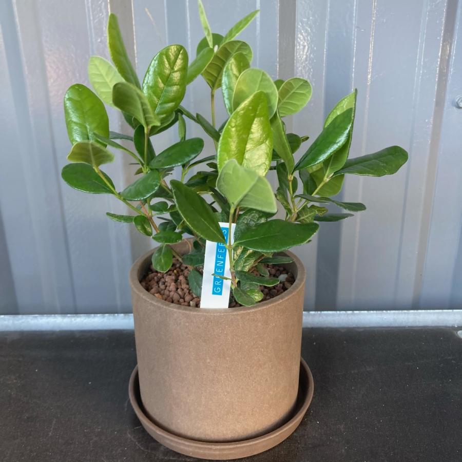 フェイジョア アポロ 5号 実生 陶器鉢 高さ約cm Feijoa Flowershopマルハナ 通販 Yahoo ショッピング