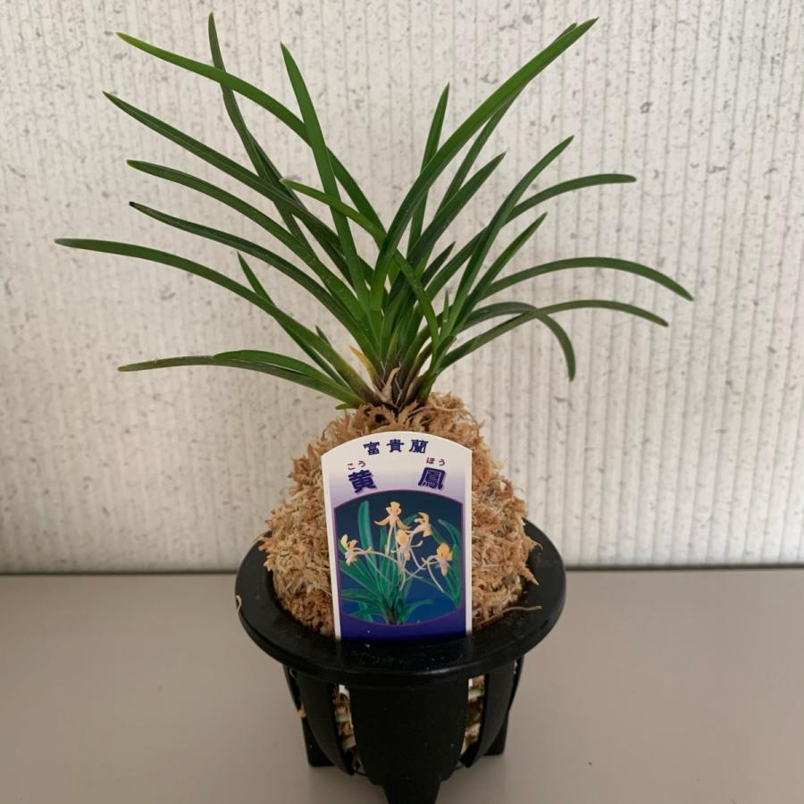 660円 Sale 63 Off 富貴蘭 風蘭 3 5号 品種おまかせ