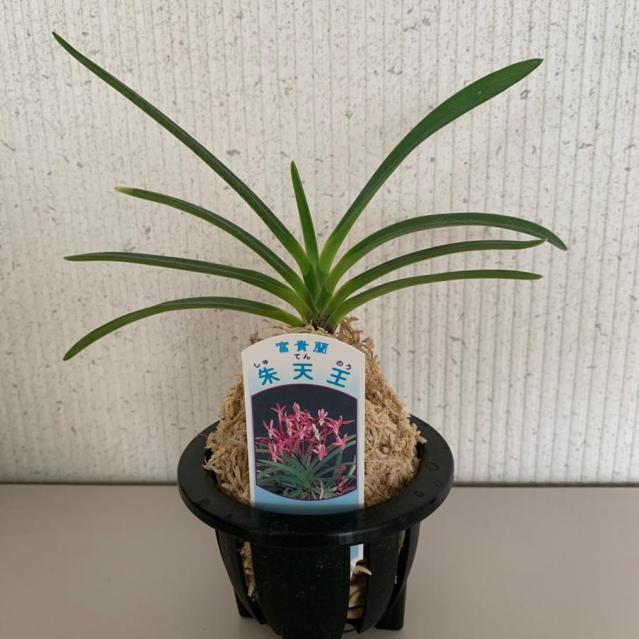 富貴蘭 風蘭 3 5号 品種おまかせ Fukiran Flowershopマルハナ 通販 Yahoo ショッピング