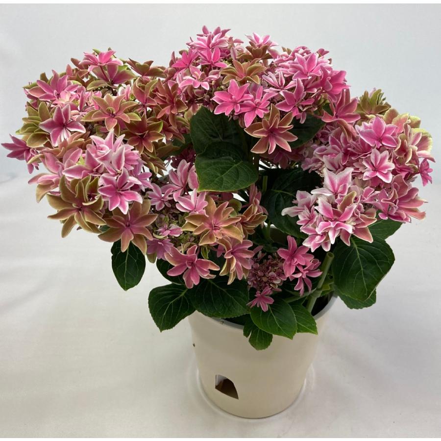 鉢植えアジサイ 月虹(げっこう)5.5号 紫陽花 ムーンボウ カゴ 鉢植えアジサイ 月虹(げっこう)5.5号 紫陽花 ムーンボウ カゴ