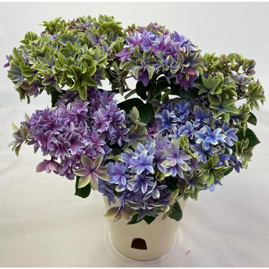 鉢植えアジサイ 月虹(げっこう)5.5号 紫陽花 ムーンボウ カゴ 鉢植えアジサイ 月虹(げっこう)5.5号 紫陽花 ムーンボウ カゴ