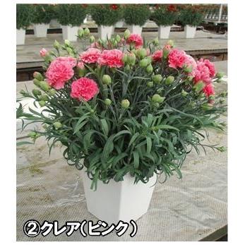 「カーネーション」６号 鉢植え  送料無料｜maruhana-flower｜03
