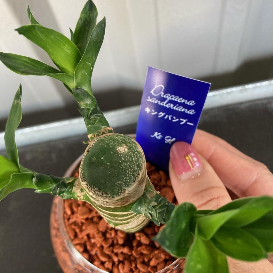 おまかせ ミニ観葉植物 ガラスボールs セラミス植 1個 観葉植物 ハイドロカルチャー Kanyou Mini Flowershopマルハナ 通販 Yahoo ショッピング