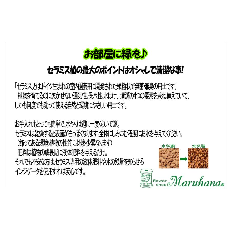 おまかせ ミニ観葉植物 ガラスボールs セラミス植 1個 観葉植物 ハイドロカルチャー Kanyou Mini Flowershopマルハナ 通販 Yahoo ショッピング