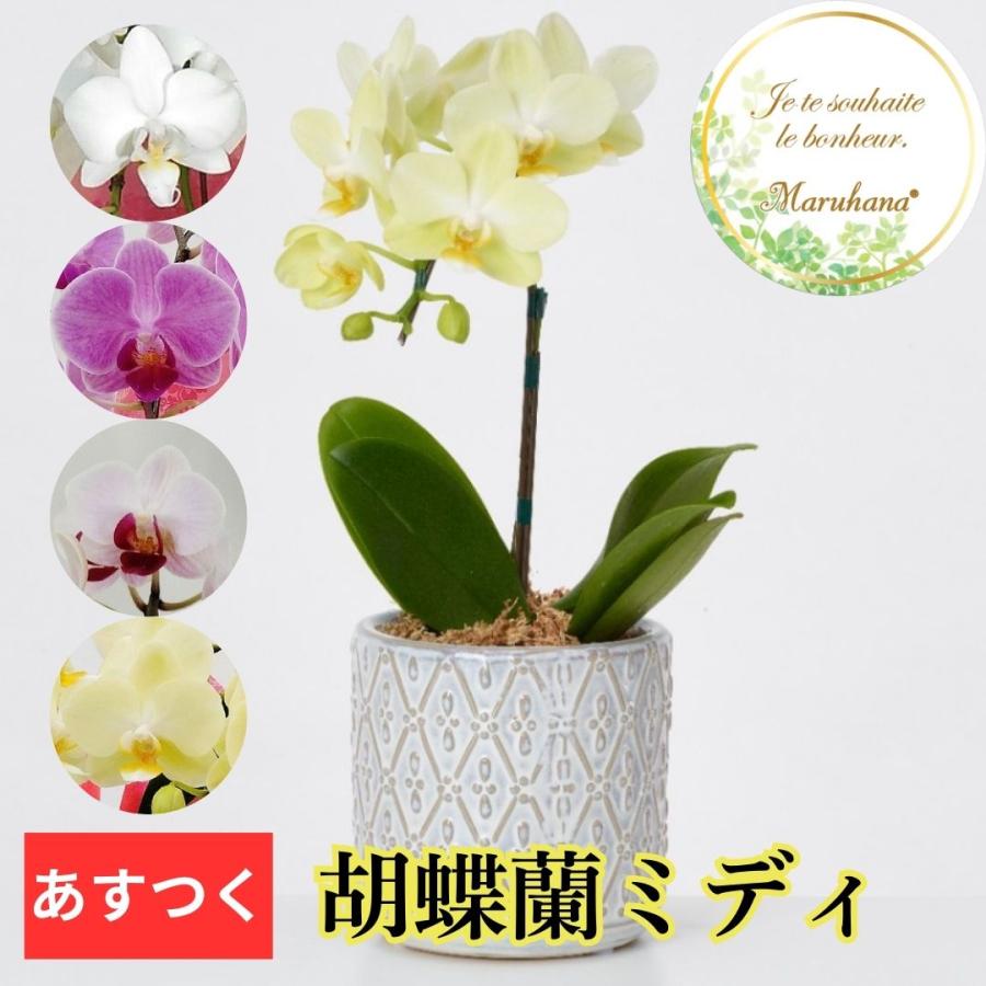 ミディ胡蝶蘭1本立ちオーバル陶器鉢【送料無料】お中元 花 ギフト 開業