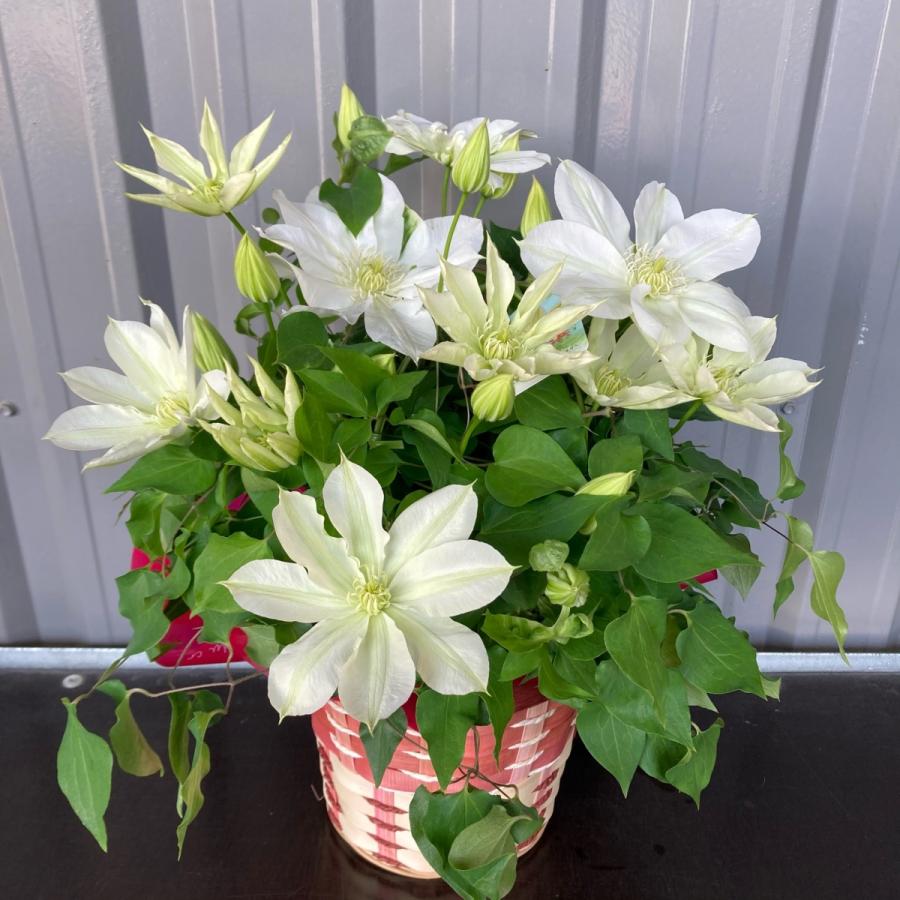 ギフト鉢植えクレマチス５号品種おまかせ 送料無料 ラッピング