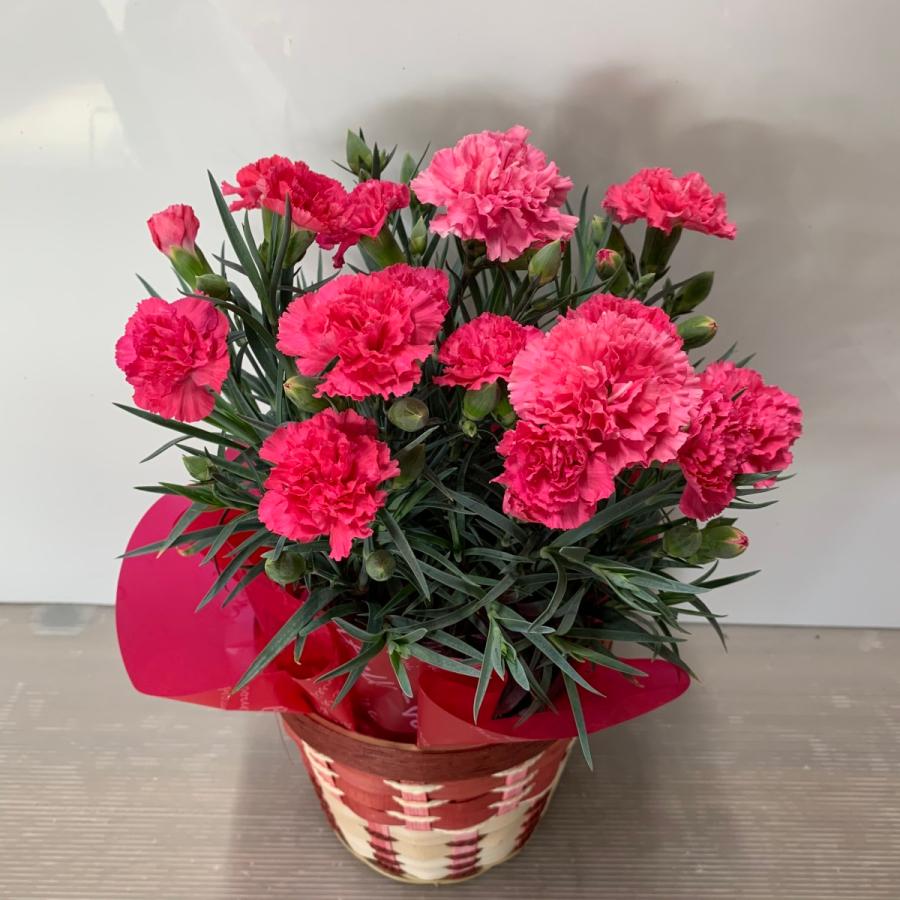 2025母の日「カーネーション」５号inバスケット 高さ約35cm 送料無料 底面給水おすすめ 厳選