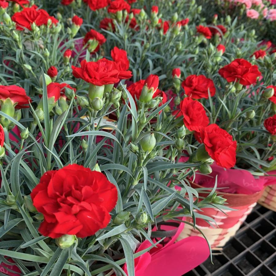 2025母の日「カーネーション」５号inバスケット 高さ約35cm 送料無料 底面給水おすすめ 厳選