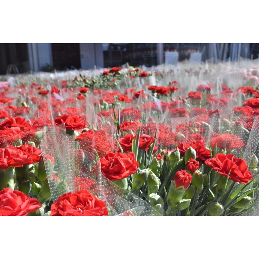 2025母の日「カーネーション」５号inバスケット 高さ約35cm 送料無料 底面給水おすすめ 厳選