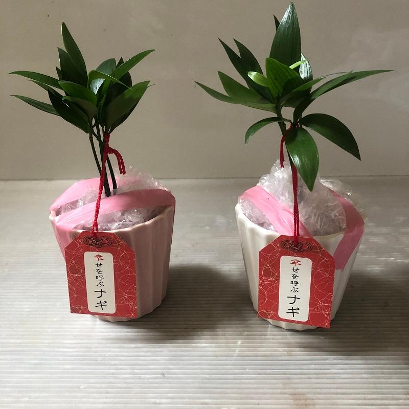 幸せを呼ぶナギ 梛 紅白セット セラミス 夏 敬老の日 観葉植物 インテリアグリーン 開業祝 開店祝 移転祝い お誕生日 各種ギフト お供えに Nagi Flowershopマルハナ 通販 Yahoo ショッピング