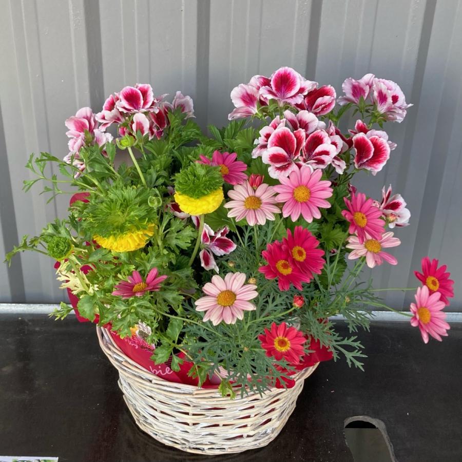 おまかせ季節のお花のフラワーバスケット【送料無料】鉢植え 花 ギフト 寄せ鉢 開業祝/開店祝/移転祝い/お誕生日/各種ギフト/お供えに :s15:flowershopマルハナ - 通販 - Yahoo!ショッピング おまかせ季節のお花のフラワーバスケット【送料無料】鉢植え 花 ギフト 寄せ鉢 開業祝/開店祝/移転祝い/お誕生日/各種ギフト/お供えに :s15:flowershopマルハナ - 通販 - Yahoo!ショッピング
