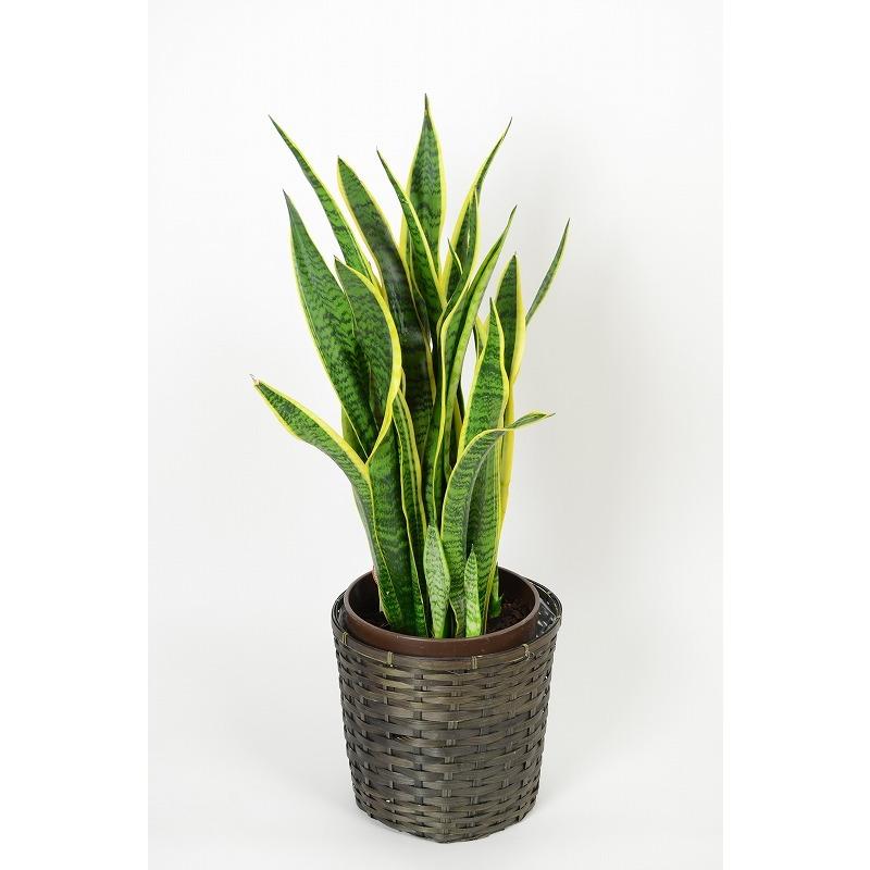 ★直接引取りできる方限定★　サンセベリア　サンスベリア　観葉植物 在庫あり】サンセベリア8寸【送料無料】観葉植物 開業祝/開店祝/移転