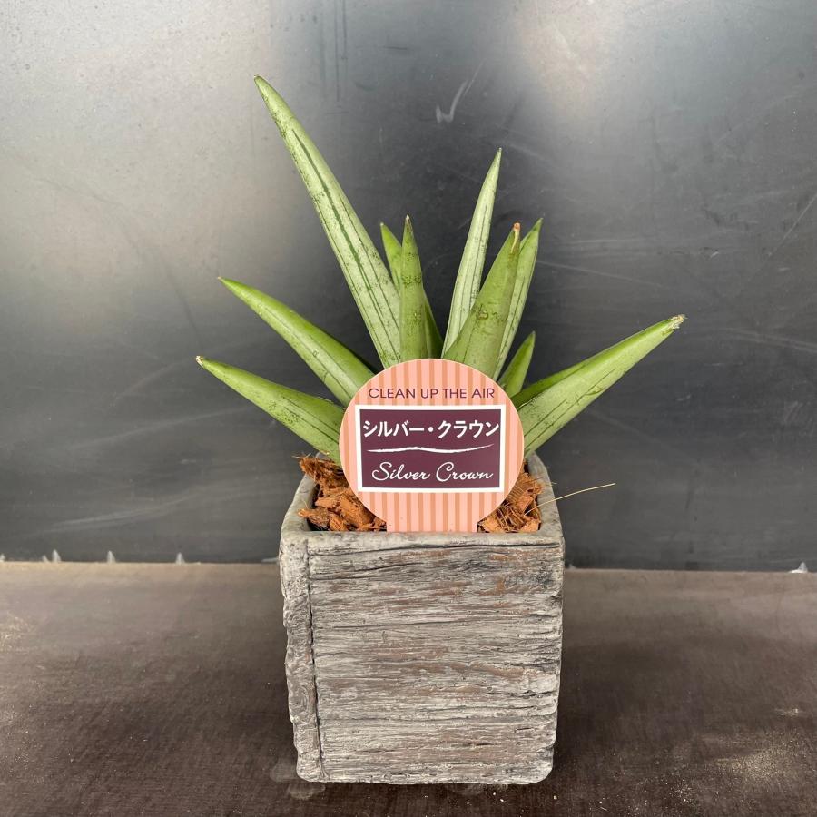 サンスベリア・シルバークラウン 4号 陶器鉢 底穴有り 1鉢 /観葉植物