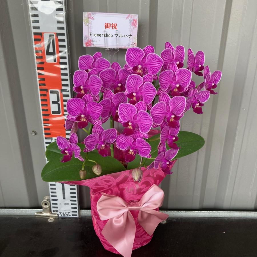 おまかせ洋蘭ギフト【送料無料】お盆/サマーギフト/おうち胡蝶蘭