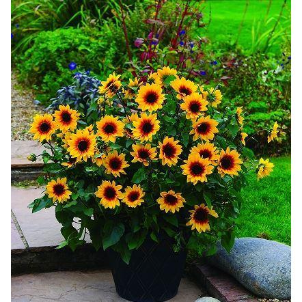 ギフト鉢植え ひまわり 向日葵 サンビリーバブル ブラウンアイガール カゴラッピング付き 最新 送料無料 4号 指定日配達