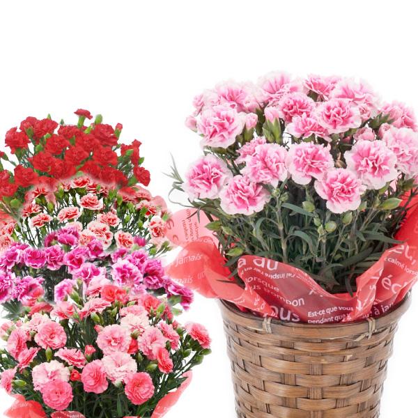 母の日 カーネーション 鉢植え 5号鉢 選べる花色 母の日ギフト 花 | 