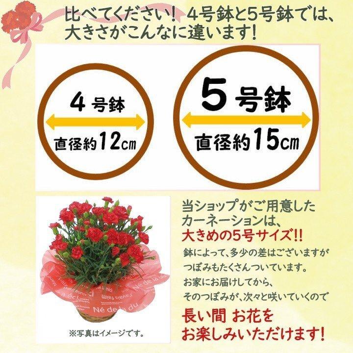 母の日 カーネーション 鉢植え 5号鉢 選べる花色 母の日ギフト 花 |  | 01