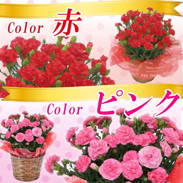 母の日 カーネーション 鉢植え 5号鉢 選べる花色 母の日ギフト 花 |  | 02