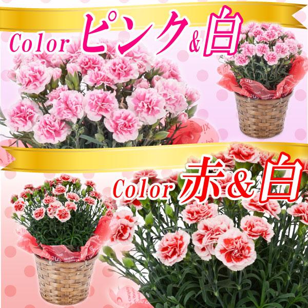 母の日 カーネーション 鉢植え 5号鉢 選べる花色 母の日ギフト 花 |  | 03