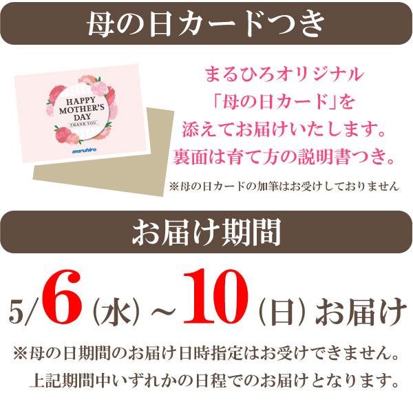 母の日 カーネーション 鉢植え 5号鉢 選べる花色 母の日ギフト 花 |  | 04