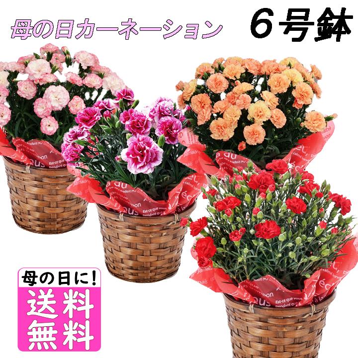 母の日 プレゼント ギフト 選べるお花 鉢植え カーネーション 6号鉢 のし 包装不可 花 プレゼント 丸広オンラインショップ Paypayモール店 通販 Paypayモール