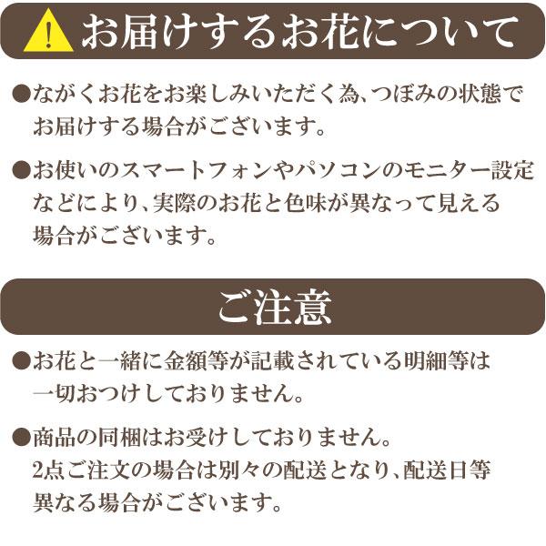 母の日 プレゼント ギフト 選べるお花♪ 鉢植え カーネーション 6号鉢　のし・包装不可 花 プレゼント｜maruhiro｜08