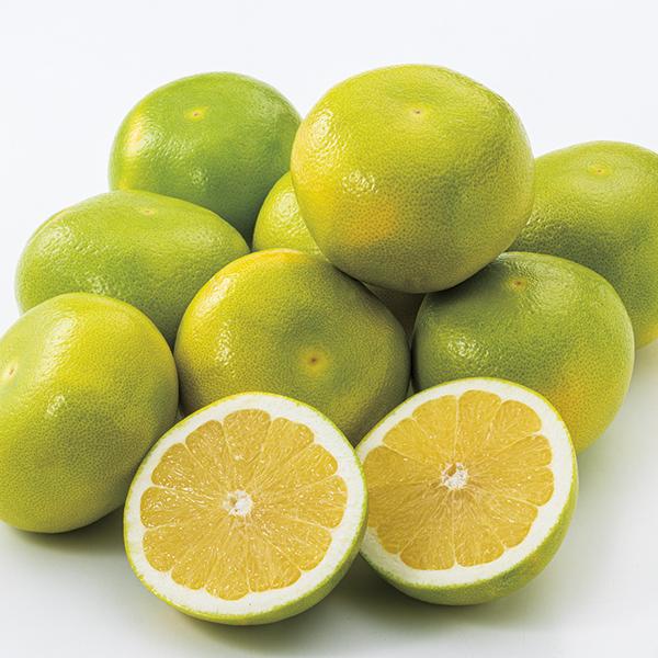 フロリダインディアンリバー地区 Bobbys グレープフルーツ ルビー ホワイト のし包装不可 丸広オンラインショップ Paypayモール店 通販 Paypayモール