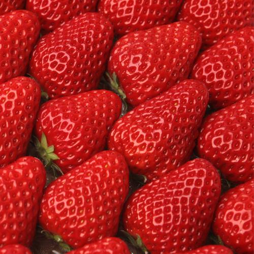 紅ほっぺ 20パック入り いちご 熊本県産 美しさと美味しさを兼ね備え