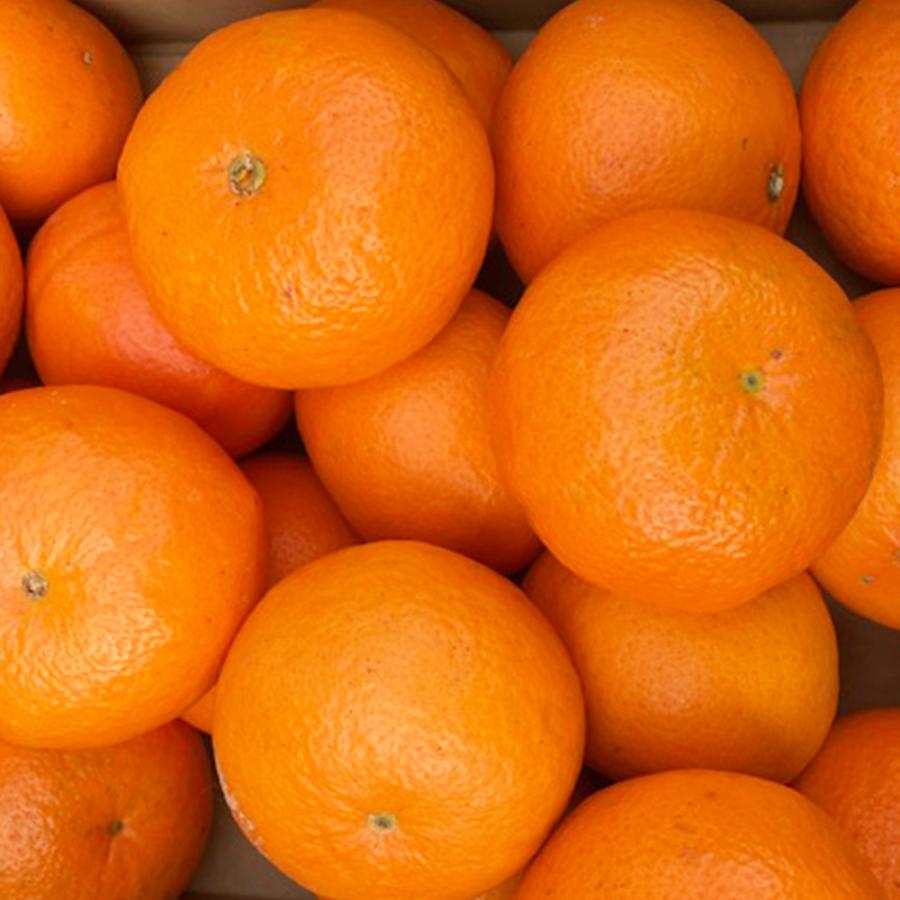 熊本県産 ノバオレンジ 2キロ 新しい 国産 オレンジ ノバマンダリン