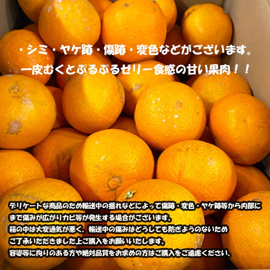 訳あり あいか 8キロ前後 紅まどんなと同品種 ゼリー食感でぷるぷる