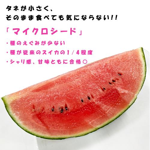 ピノガール 1玉入り 九州産 マツコの知らない世界でも紹介されました