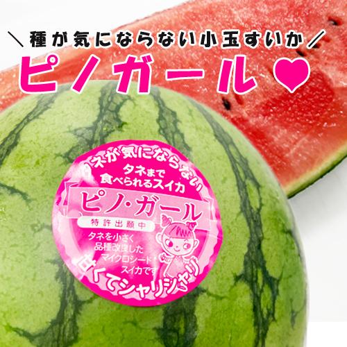 ピノガール　３〜６玉入り　九州産　マツコの知らない世界でも紹介されました！種まで食べれる小玉すいか！西瓜の革命！｜maruichi-kudamono