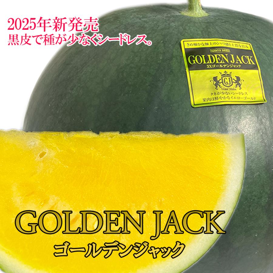 ☆2025年新品種☆ ゴールデンジャック 1玉入り 訳あり ご家庭用