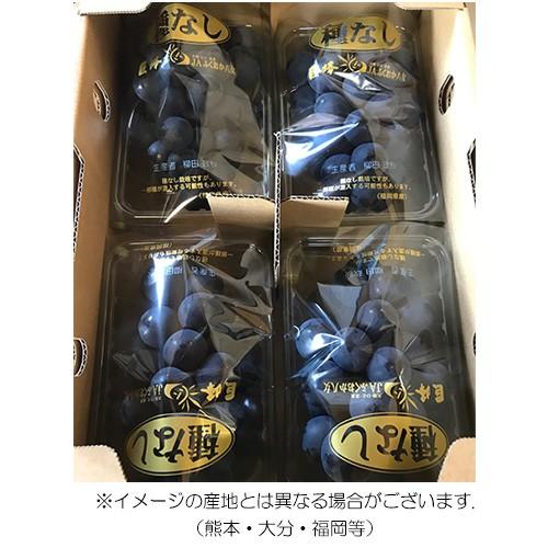 種無し巨峰 8パック入り 葡萄 ぶどう 秀品 九州産 : 厳選フルーツ