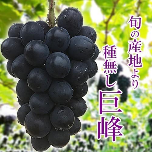 【Kumikichi】巨峰の粒　箱込2kg弱 種無し巨峰 箱込2キロ前後 3〜6房入り ぶどう 葡萄 : 厳選フルーツ