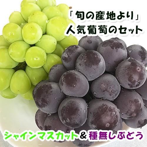 マスカット徳用 シャインマスカット 訳あり 家庭用 鳥取砂丘地産 1.4kg(350g×4