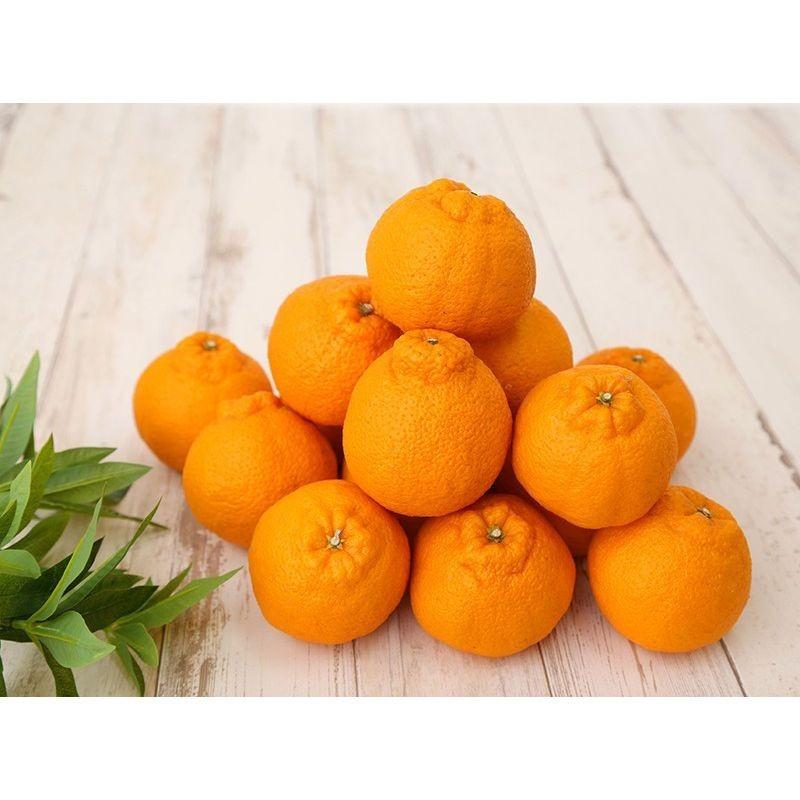 不知火柑 約5キロ 小玉22玉〜26玉 熊本産 デコポンと同品種