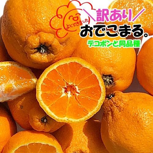 訳あり 不知火柑 約10キロ前後 デコポンと同品種 ご家庭用 訳あり 不知火柑 約10キロ前後 デコポンと同品種 ご家庭用