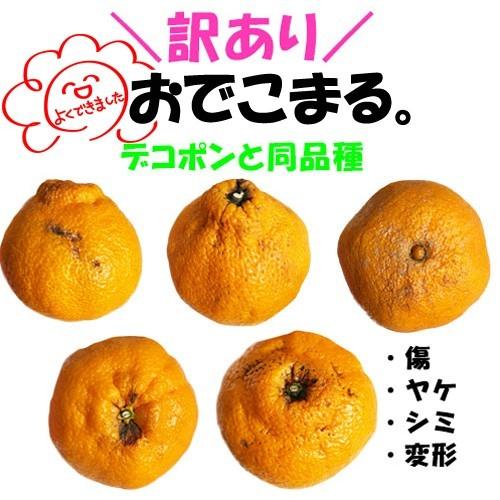 訳あり 不知火柑 約10キロ前後 デコポンと同品種 ご家庭用 訳あり 不知火柑 約10キロ前後 デコポンと同品種 ご家庭用