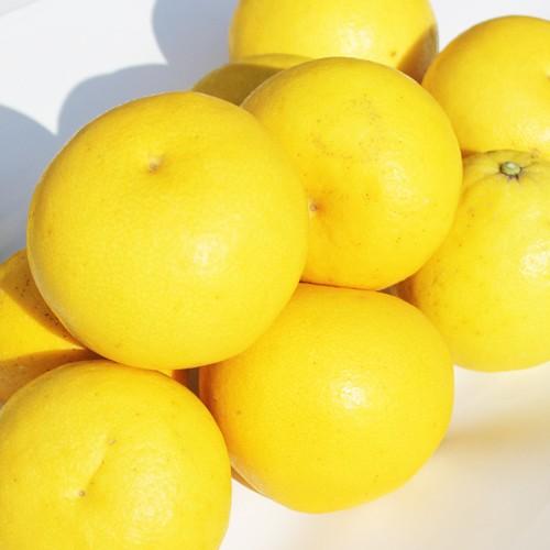 パール柑 秀品 約9キロ 熊本産 文旦 : 厳選フルーツ マルイチ