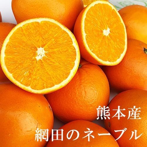 ネーブルオレンジ 約5キロ前後 網田のネーブル 熊本産 秀品 ネーブルオレンジ 約5キロ前後 網田のネーブル 熊本産 秀品
