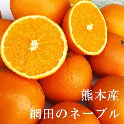 ネーブルオレンジ　約１０キロ前後　網田のネーブル　熊本産　秀品