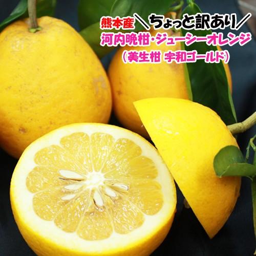 訳あり　河内晩柑　約１０キロ　熊本産　ジューシーオレンジ　美生柑　宇和ゴールド　ご家庭用