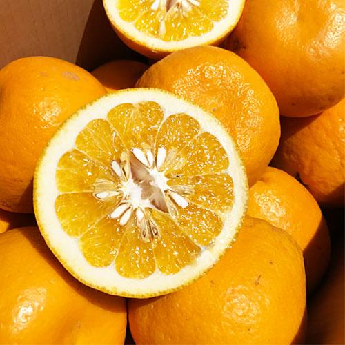 紅晩柑 約3キロ 秀品 熊本産 ジューシーオレンジ べにばんかん : 厳選